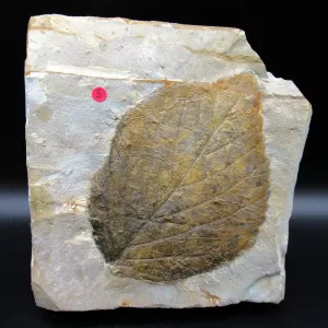 Genuine Paleocene Age Leaf Fossil for Sale from Glendive Montana #64