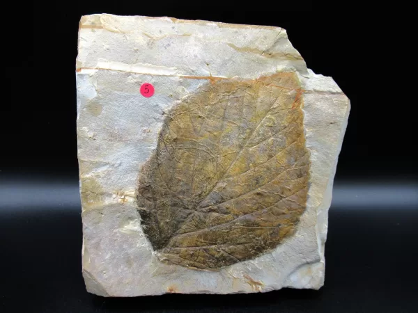 Genuine Paleocene Age Leaf Fossil for Sale from Glendive Montana #64