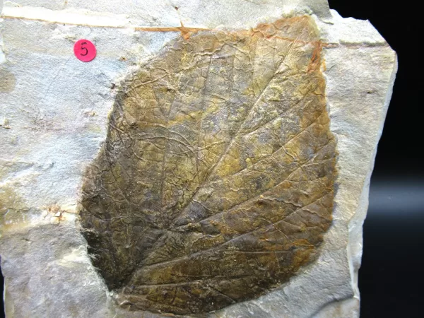 Genuine Paleocene Age Leaf Fossil for Sale from Glendive Montana #64a