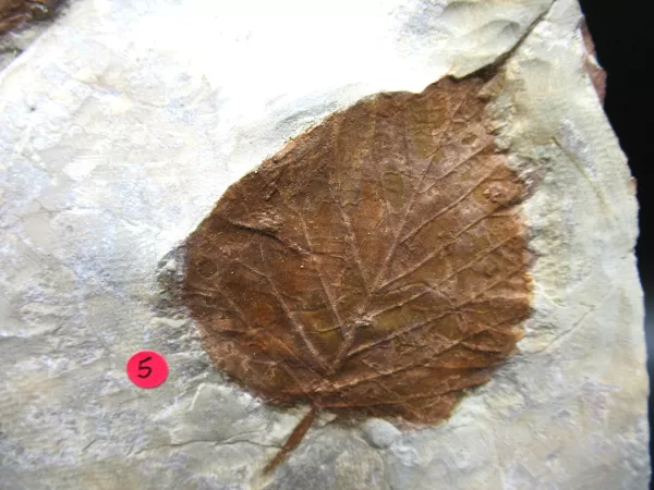 Genuine Paleocene Age Leaf Fossil for Sale from Glendive Montana #65a