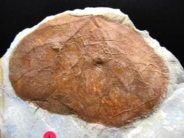 Genuine Paleocene Age Leaf Fossil for Sale from Glendive Montana #65b