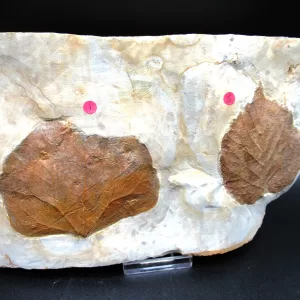 Genuine Paleocene Age Leaf Fossil for Sale from Glendive Montana #66