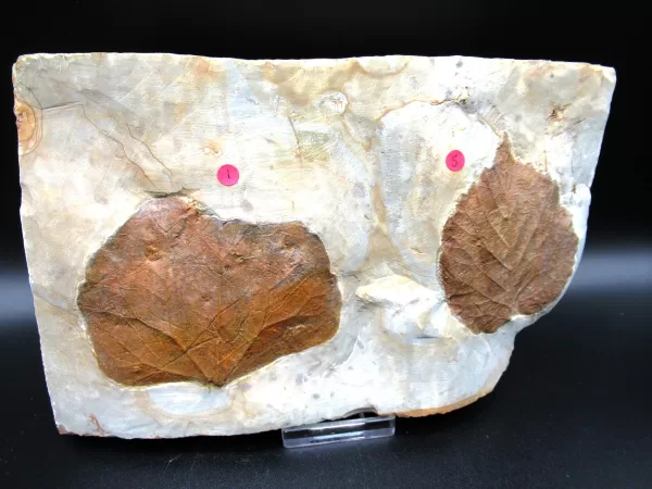 Genuine Paleocene Age Leaf Fossil for Sale from Glendive Montana #66