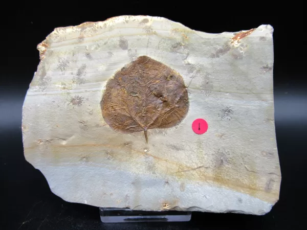 Genuine Paleocene Age Leaf Fossil for Sale from Glendive Montana #67