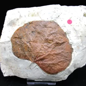 Genuine Paleocene Age Leaf Fossil for Sale from Glendive Montana #68