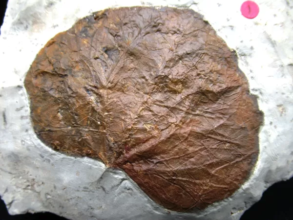 Genuine Paleocene Age Leaf Fossil for Sale from Glendive Montana #68a