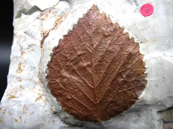 Genuine Paleocene Age Leaf Fossil for Sale from Glendive Montana #70a