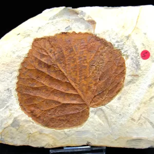 Genuine Paleocene Age Leaf Fossil for Sale from Glendive Montana #71