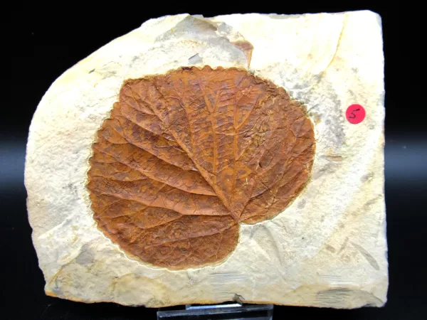 Genuine Paleocene Age Leaf Fossil for Sale from Glendive Montana #71