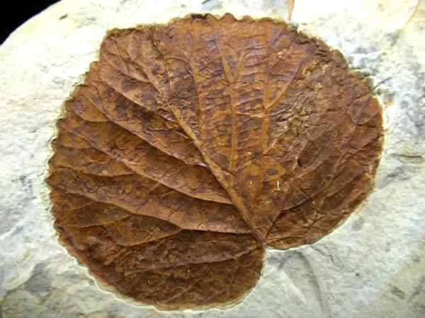 Genuine Paleocene Age Leaf Fossil for Sale from Glendive Montana #71a