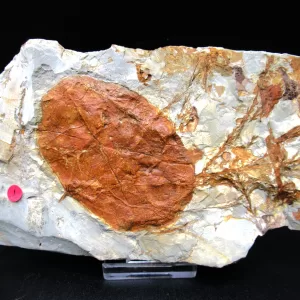 Genuine Paleocene Age Leaf Fossil for Sale from Glendive Montana #72