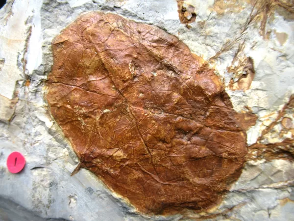 Genuine Paleocene Age Leaf Fossil for Sale from Glendive Montana #72a