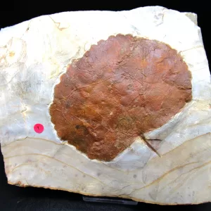 Genuine Paleocene Age Leaf Fossil for Sale from Glendive Montana #75