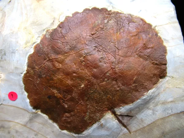 Genuine Paleocene Age Leaf Fossil for Sale from Glendive Montana #75a