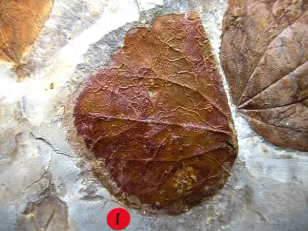 Genuine Paleocene Age Leaf Fossil for Sale from Glendive Montana #77b