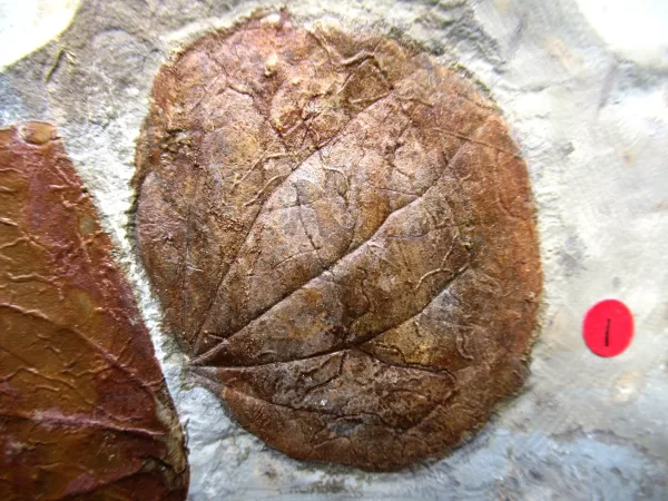 Genuine Paleocene Age Leaf Fossil for Sale from Glendive Montana #77c