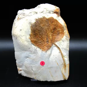 Genuine Paleocene Age Leaf Fossil for Sale from Glendive Montana #80