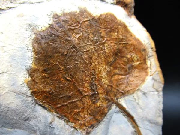 Genuine Paleocene Age Leaf Fossil for Sale from Glendive Montana #80a