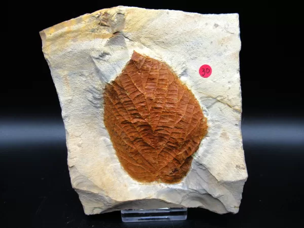 Genuine Paleocene Age Leaf Fossil for Sale from Glendive Montana #81