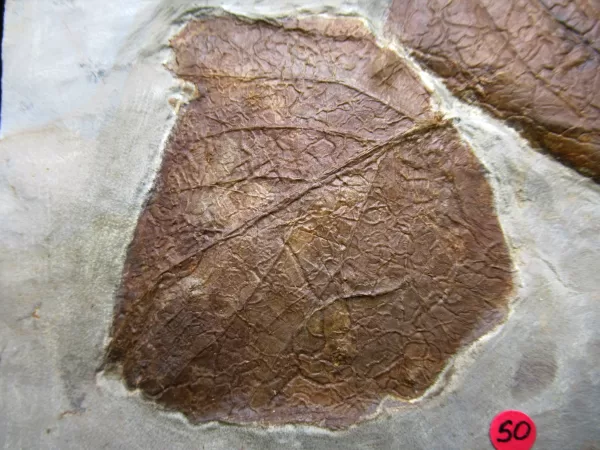 Genuine Paleocene Age Leaf Fossil for Sale from Glendive Montana #84a