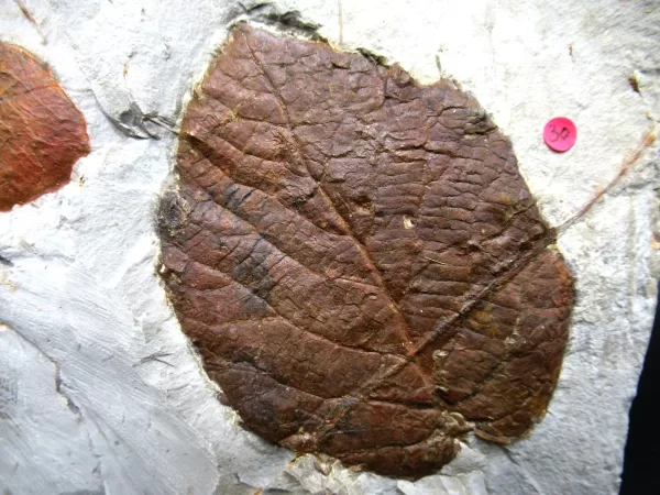 Genuine Paleocene Age Leaf Fossil for Sale from Glendive Montana #85b