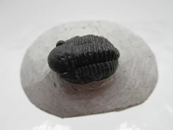 Genuine Devonian Gerastos Trilobite For Sale from Morocco #1