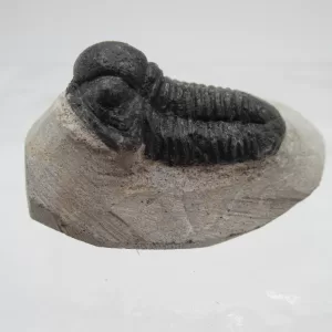 Genuine Devonian Gerastos Trilobite For Sale from Morocco 11