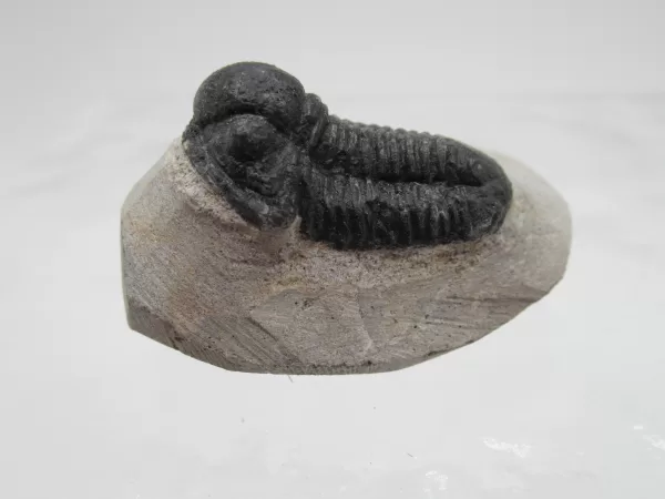 Genuine Devonian Gerastos Trilobite For Sale from Morocco 11