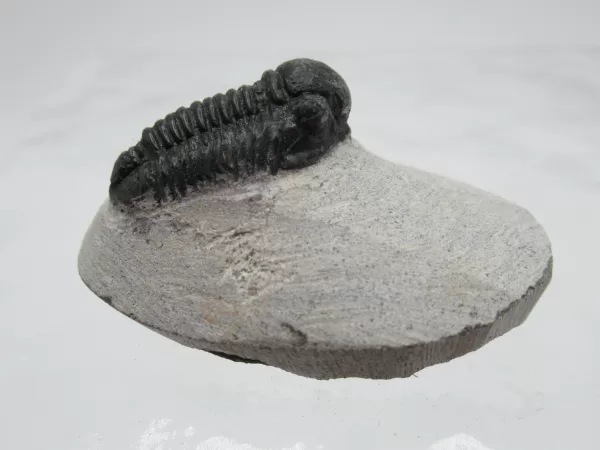 Genuine Devonian Gerastos Trilobite For Sale from Morocco 13