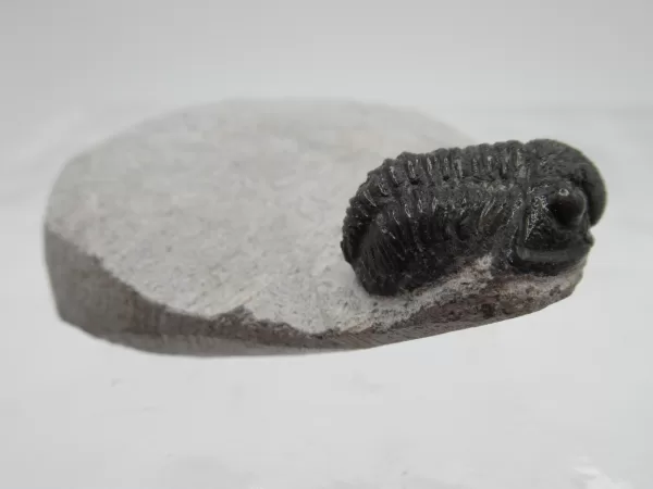 Genuine Devonian Gerastos Trilobite For Sale from Morocco 14