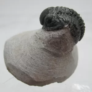 Genuine Devonian Gerastos Trilobite For Sale from Morocco 18