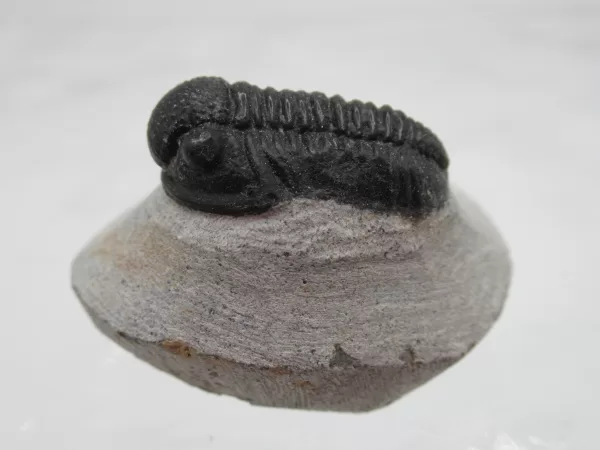 Genuine Devonian Gerastos Trilobite For Sale from Morocco 2