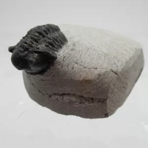 Genuine Devonian Gerastos Trilobite For Sale from Morocco 21