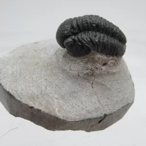 Genuine Devonian Gerastos Trilobite For Sale from Morocco 24