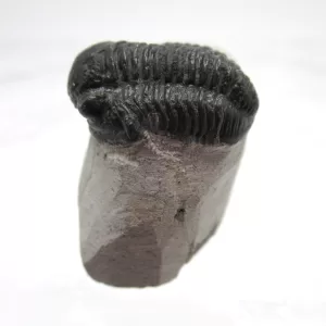 Genuine Devonian Gerastos Trilobite For Sale from Morocco 27