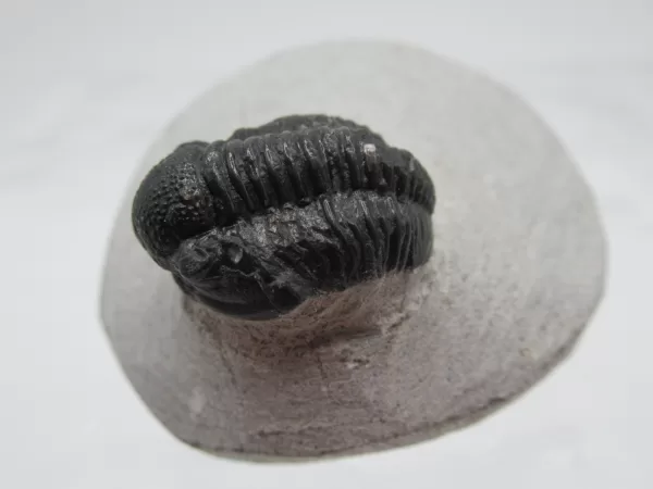 Genuine Devonian Gerastos Trilobite For Sale from Morocco 3