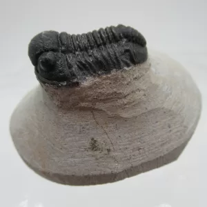 Genuine Devonian Gerastos Trilobite For Sale from Morocco 4