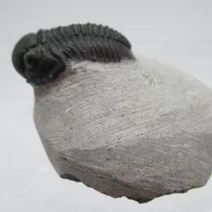 Genuine Devonian Gerastos Trilobite For Sale from Morocco 9