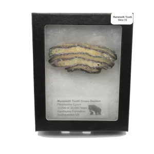 Genuine Pleistocene Mammoth Tooth Slice for Sale from South Carolina #33