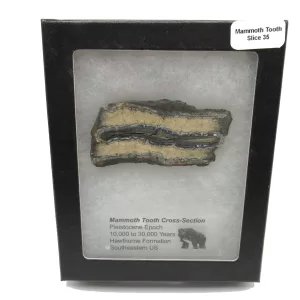 Genuine Pleistocene Mammoth Tooth Slice for Sale from South Carolina #35