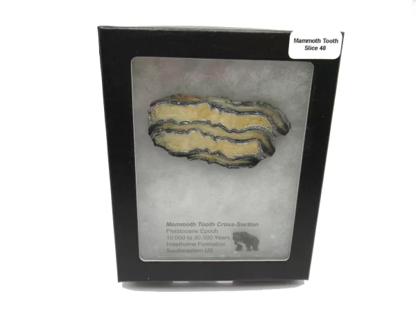 Genuine Pleistocene Mammoth Tooth Slice for Sale from South Carolina #40