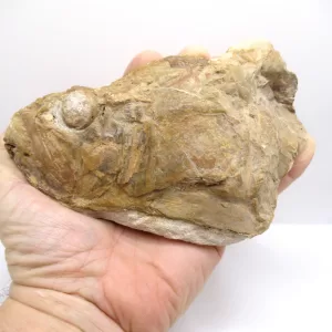 Genuine Cretaceous Age Goulmimichthys Fish Skull Fossils for Sale from Morocco #1e