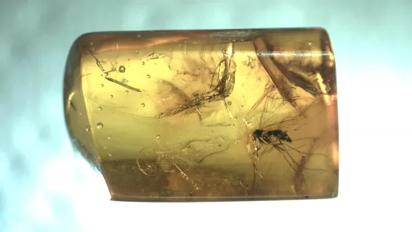 Genuine Baltic Amber with Insect for Sale #127