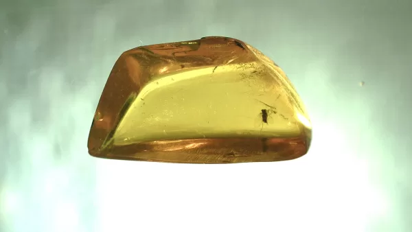 Genuine Baltic Amber with Insect for Sale #133