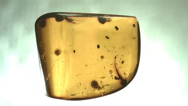 Genuine Baltic Amber with Insect for Sale #135