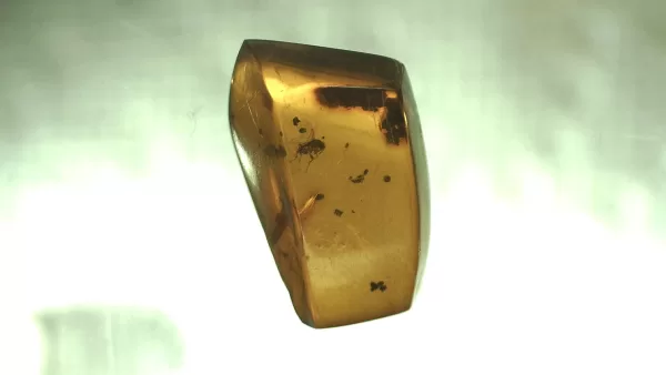 Genuine Baltic Amber with Insect for Sale #147