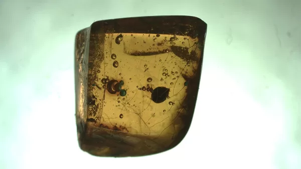 Genuine Baltic Amber with Insect for Sale #16