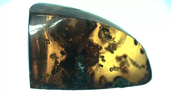 Genuine Baltic Amber with Insect for Sale #17