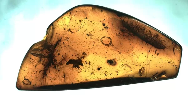 Genuine Baltic Amber with Insect for Sale #19