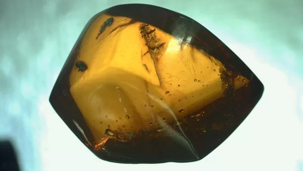 Genuine Baltic Amber with Insect for Sale #22